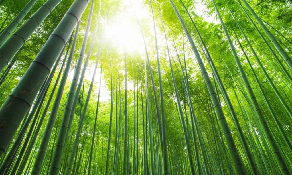 banner vải tre