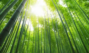 banner vải tre